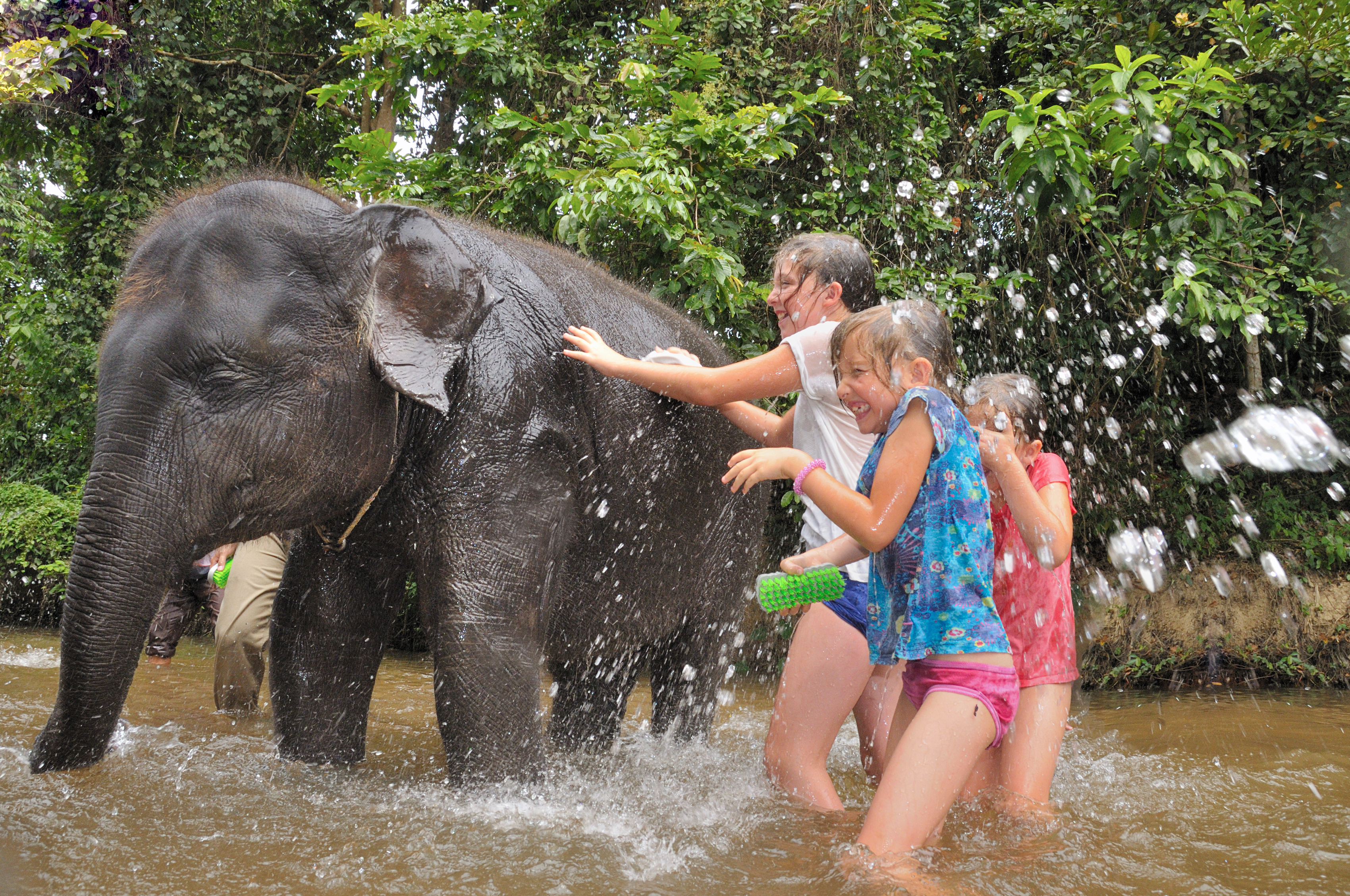 Elephant Feeding