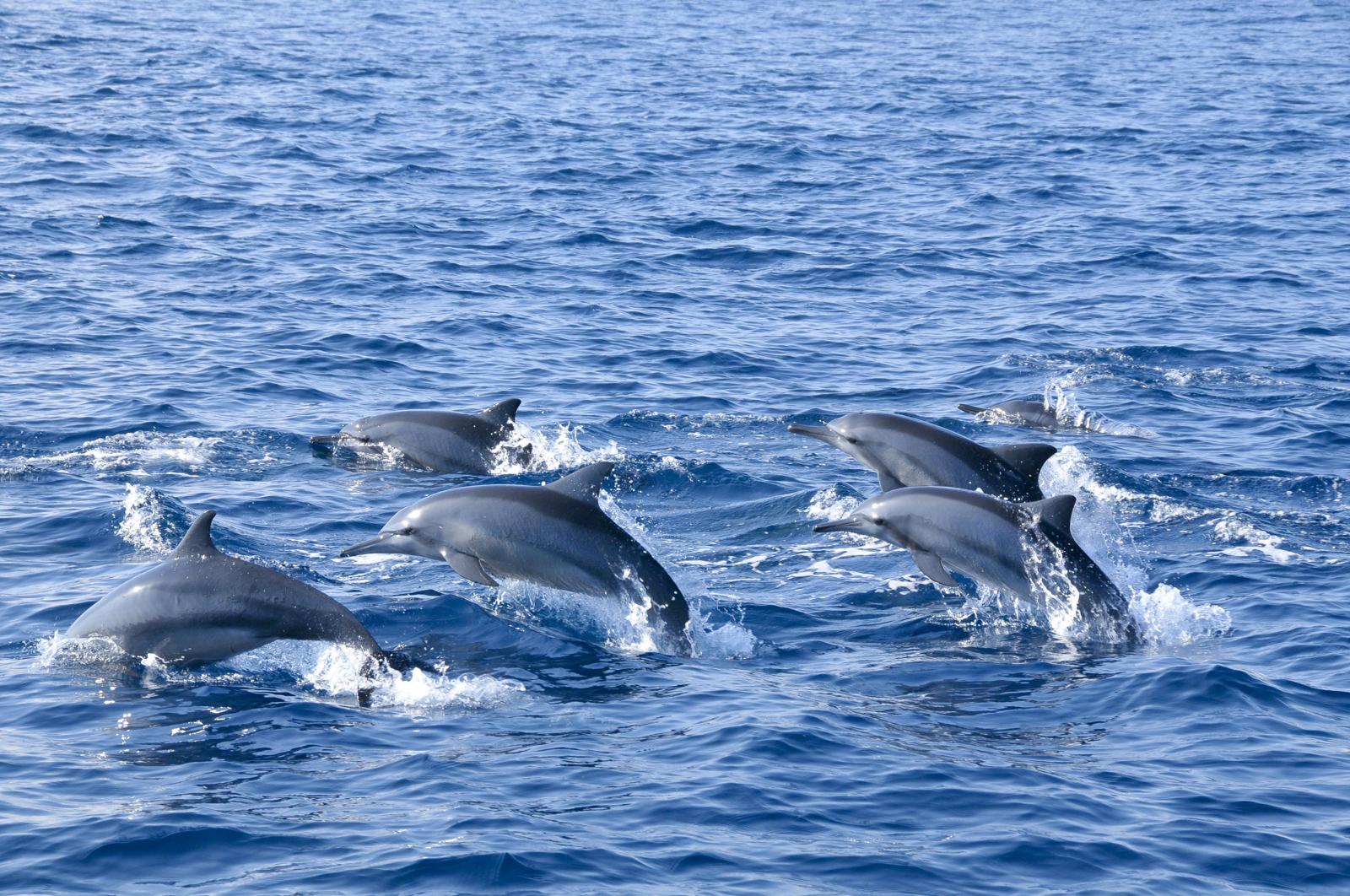 Whale & Dolphin Watching
