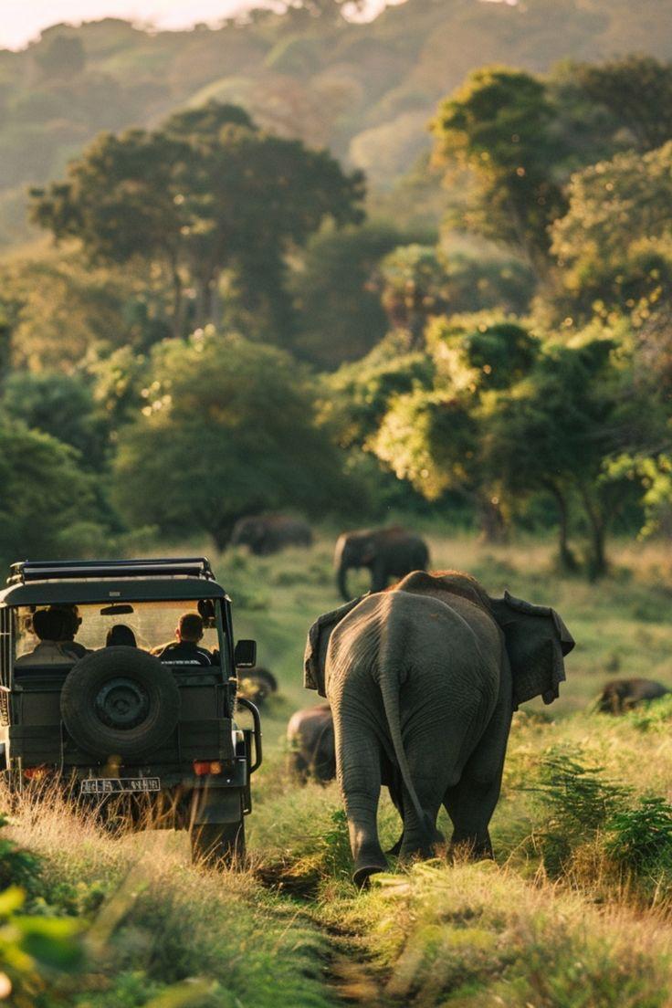 Wildlife Safaris