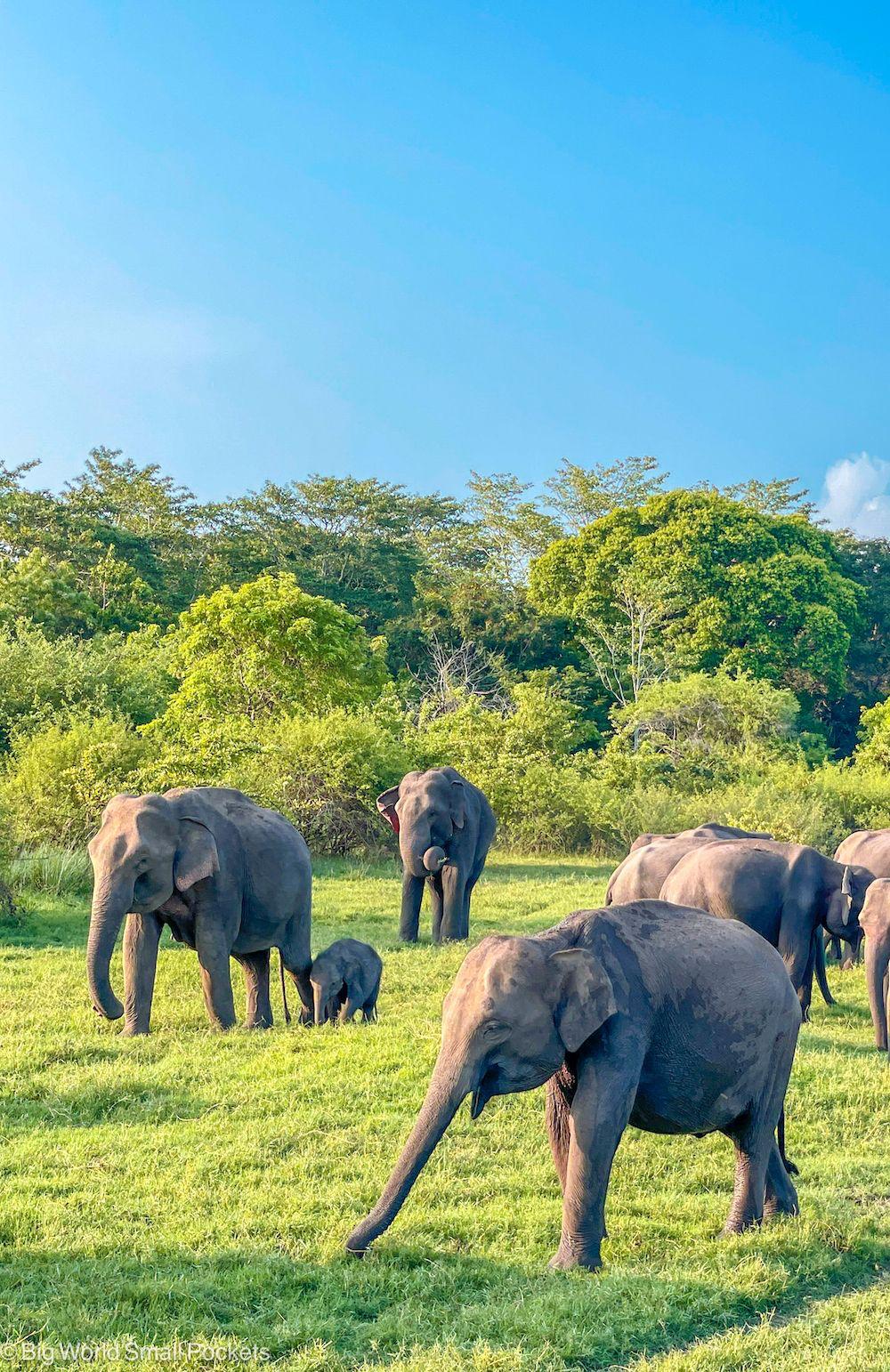 Udawalawe National Park