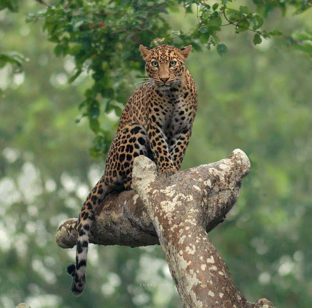 Wilpattu National Park