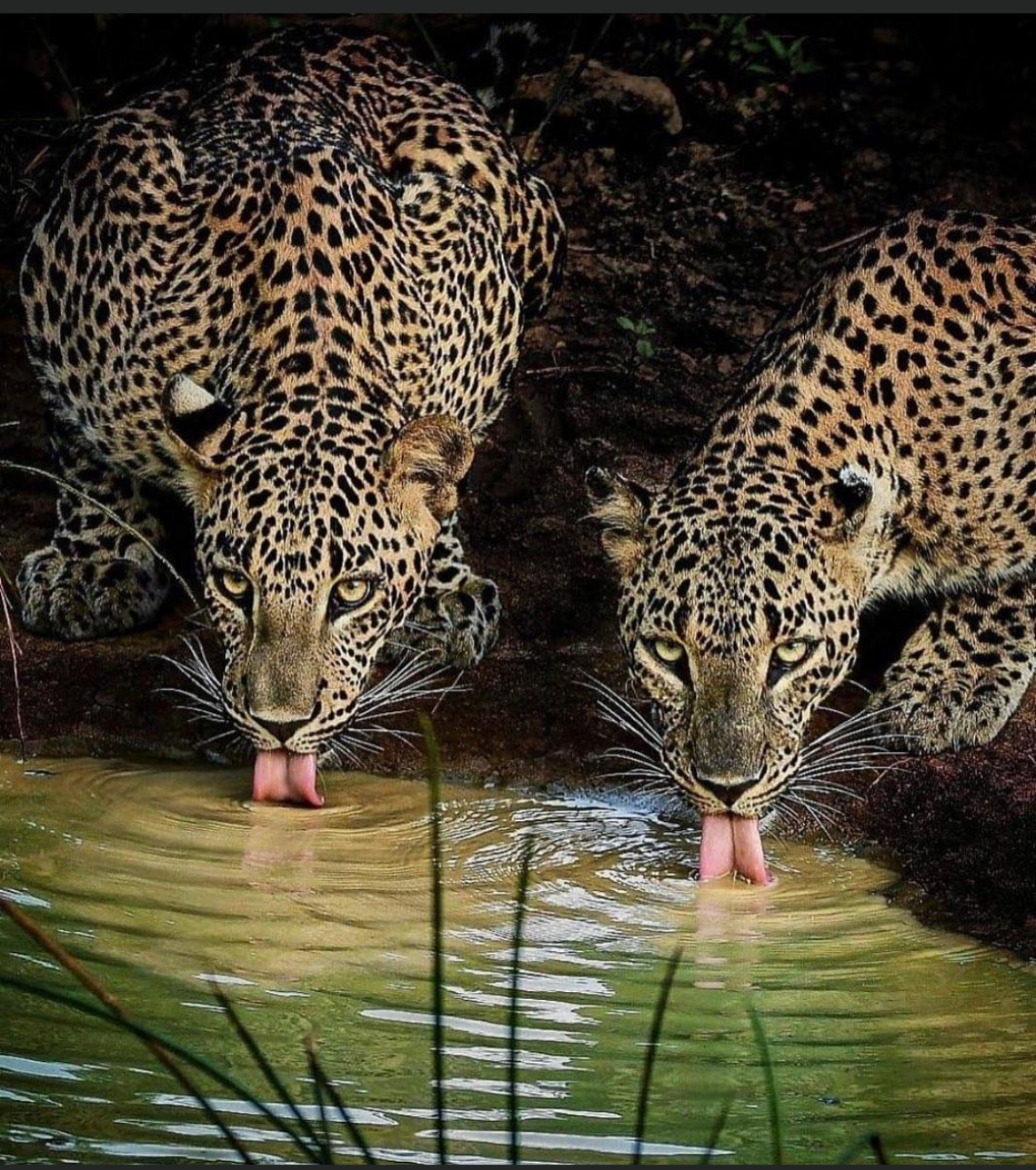 Yala National Park Safari