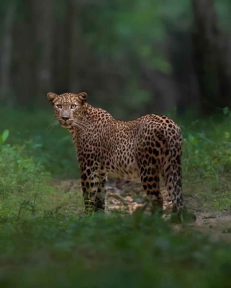 Wilpattu National Park