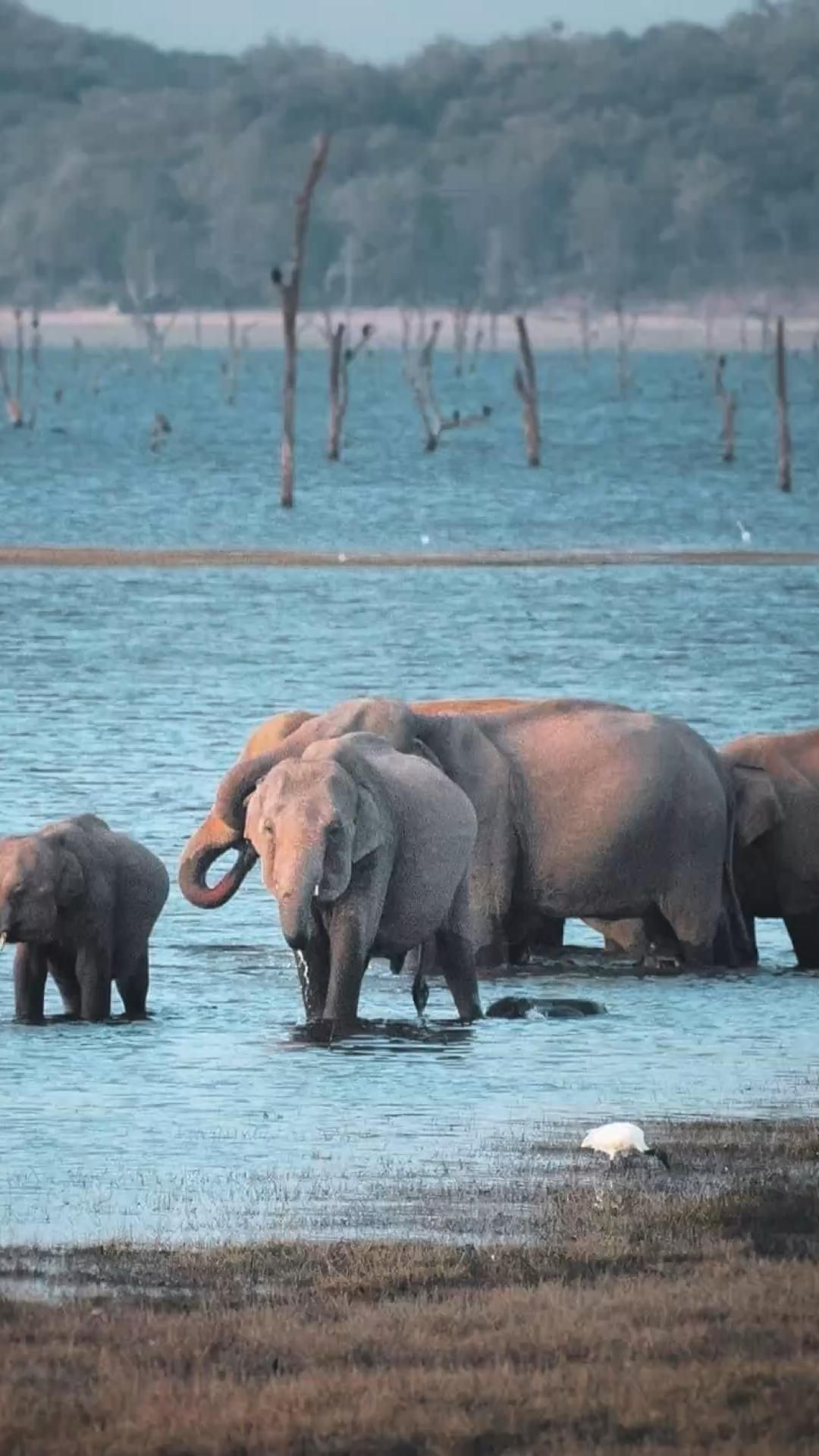 Sri Lanka Wild Trails & Safari Escape